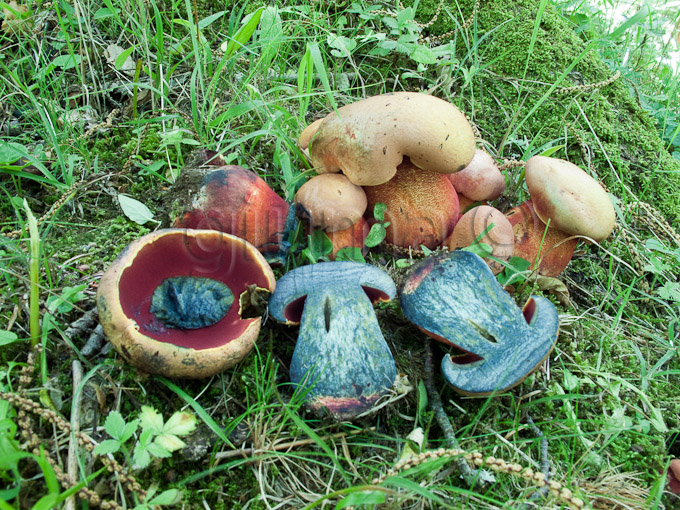 Boletus rhodopurpures