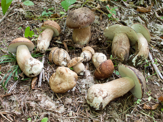 Boletus aestivalis e Boletus aereus