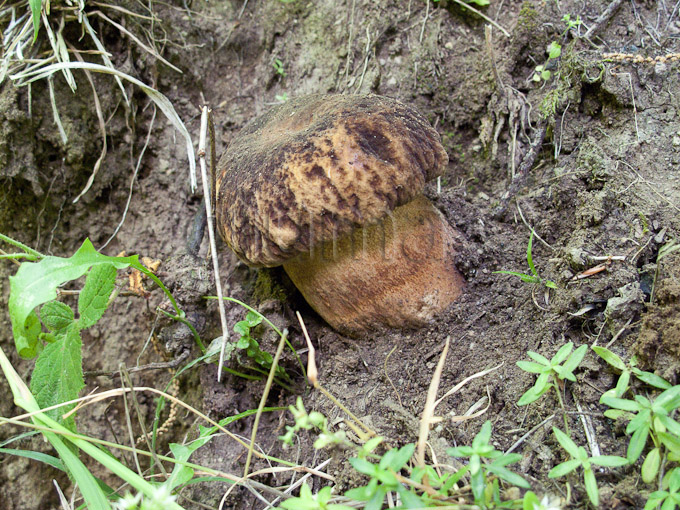 boletus aereus, porcino nero