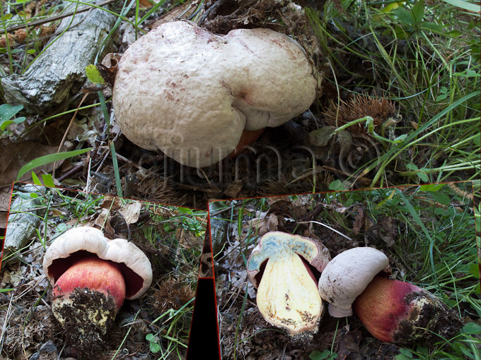 Boletus rhodoxanthus