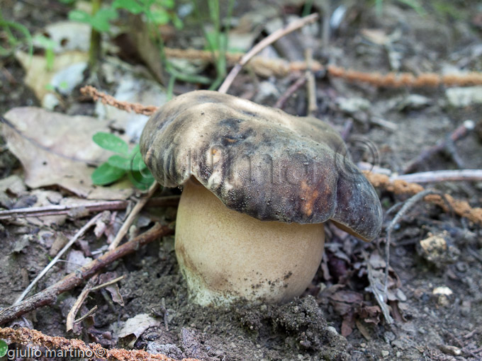 boletus aereus, porcino nero