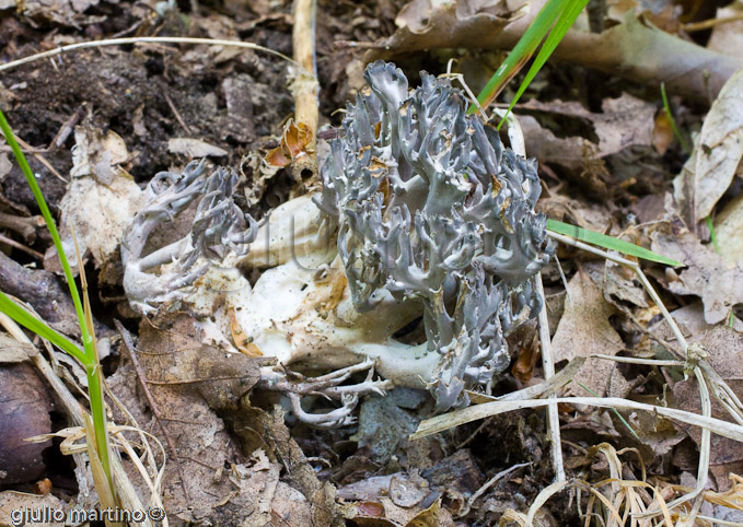 ramaria fennica