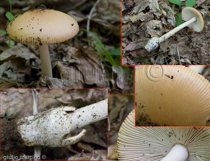 amanita crocea