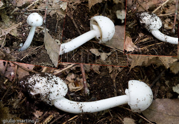 amanita verna