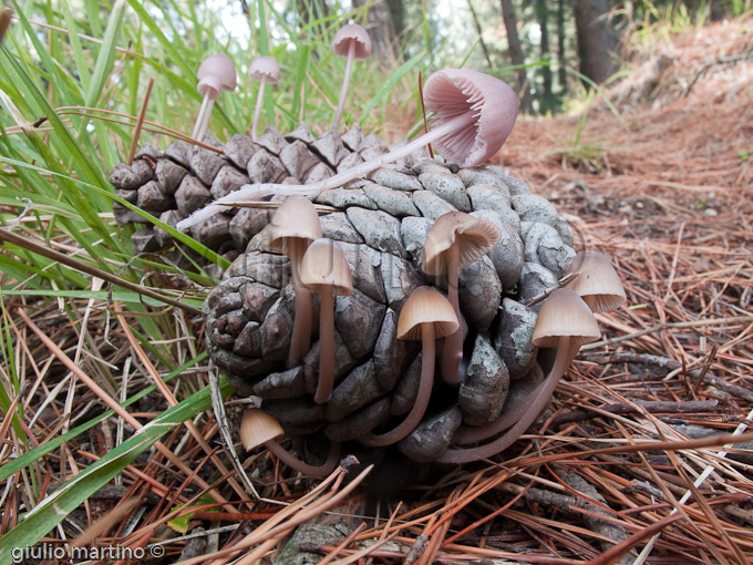 Mycena seynii