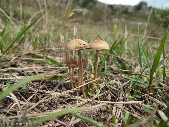 Psilocybe sp.