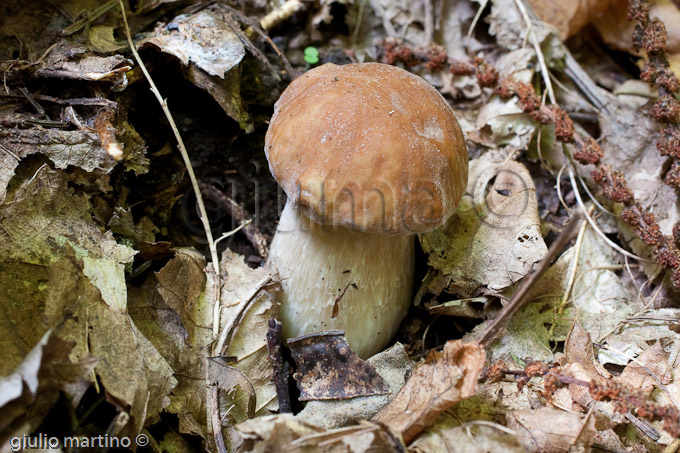 boletus aestivalis, porcino d'estate