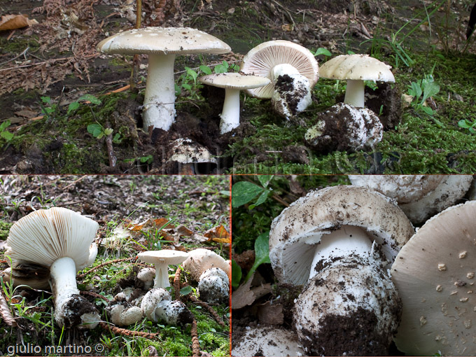 Amanita cfr. amici