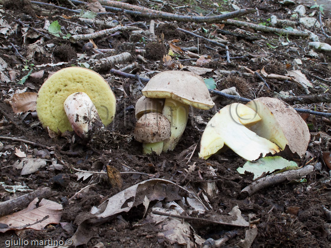 Xorocomus impolitus