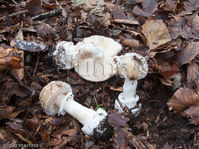 amanita pantherina