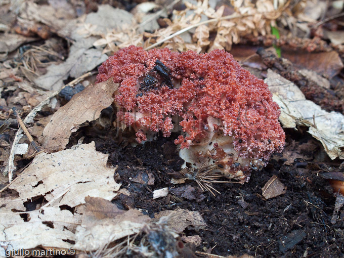 Ramaria botitris