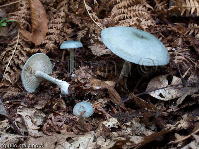 Clitocybe odora