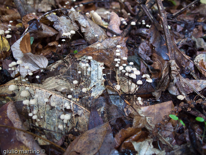 Marasmius bulliardii