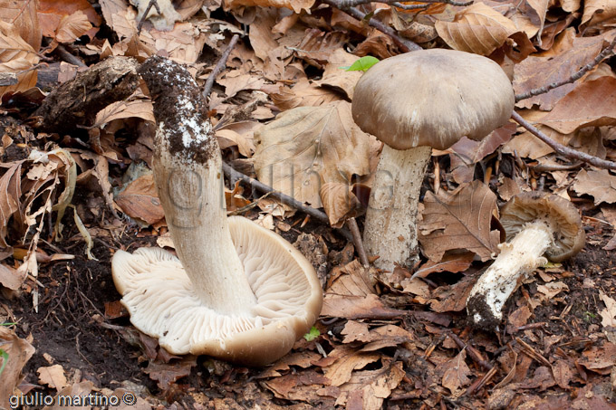 Entoloma lividoalbum