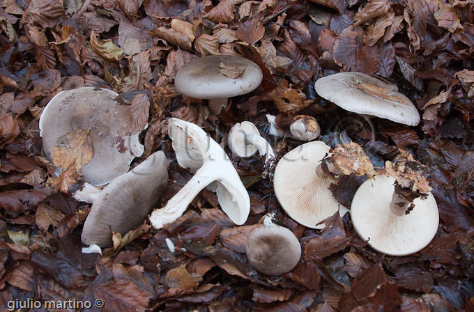 Clitocybe nebularis