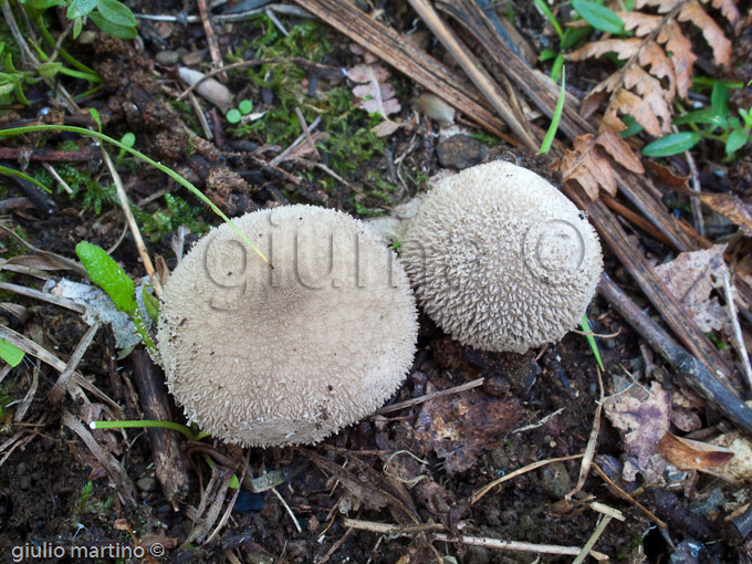 lycoperdon echinatum