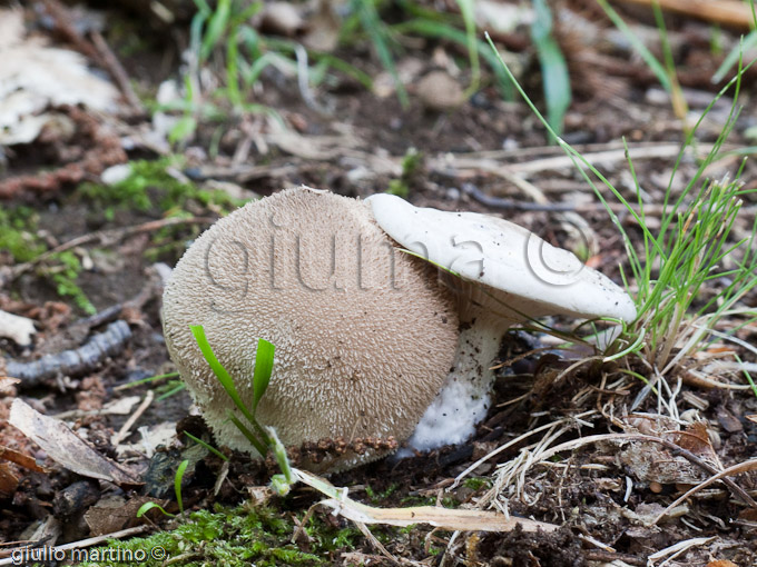 Lycoperdon vs Prunulus