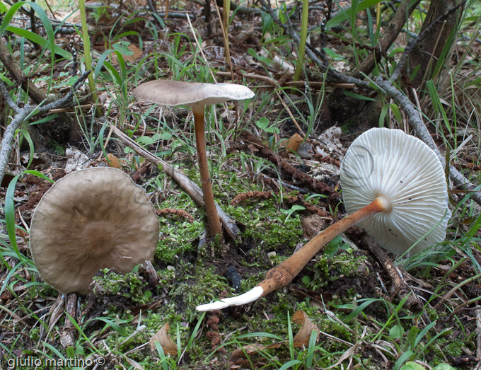 Oudemansiella pudens, Oudemansiella longipes, Xerula longipes