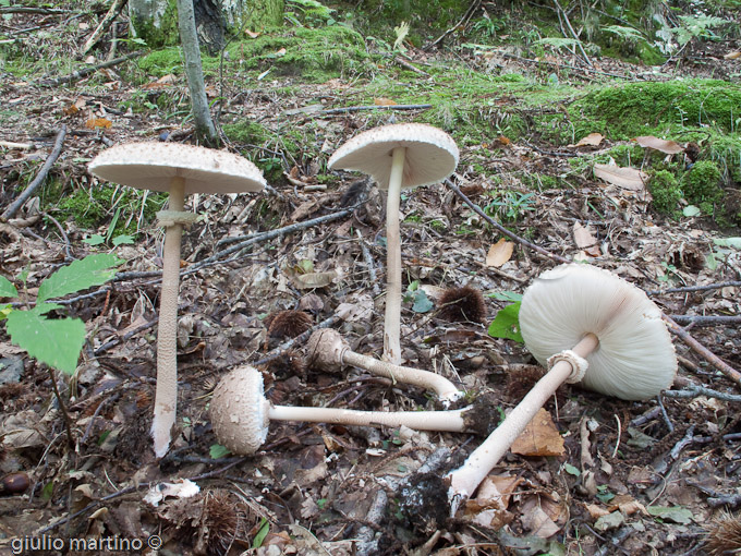 macrolepiota procera