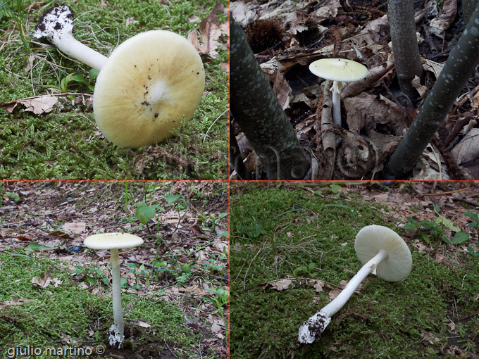 Amanita phalloides