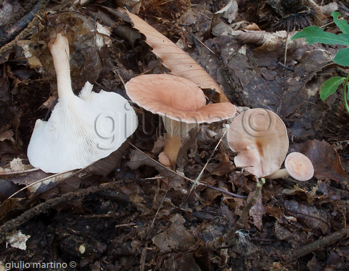 Clitocybe gibba