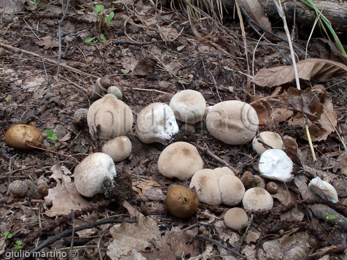 Lycoperdon molle