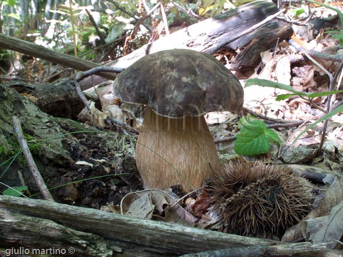 boletus aereus, porcino nero