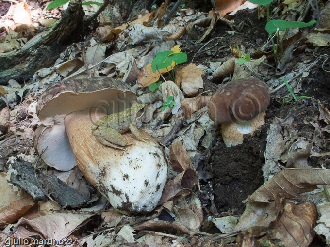 boletus aereus, porcino nero