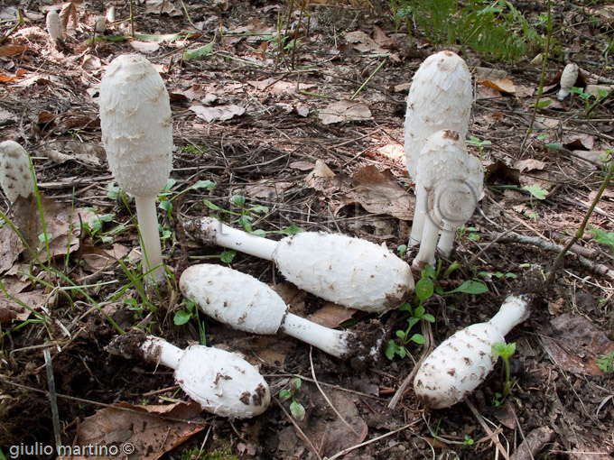 coprinus comatus