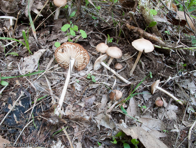 Marasmius oreades, gambesecche