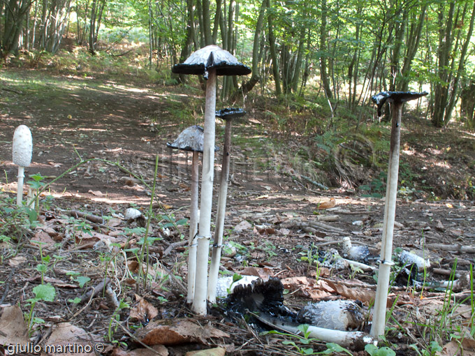 Coprinus comatus (maturi)