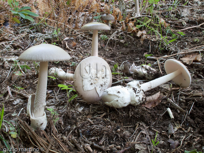 amanita vaginata