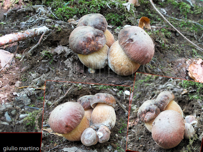 boletus aereus, porcino nero (un bel gruppetto di 7 esemplari)