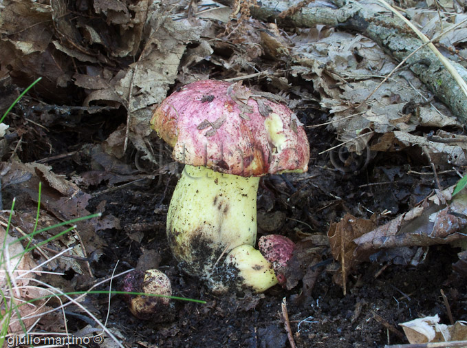 Boletus regius