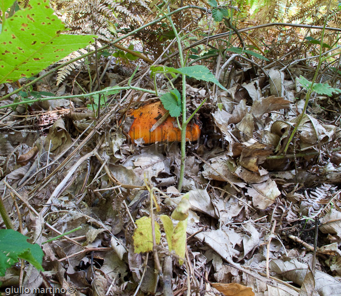 Amanita caesarea