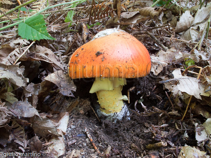 Amanita caesarea