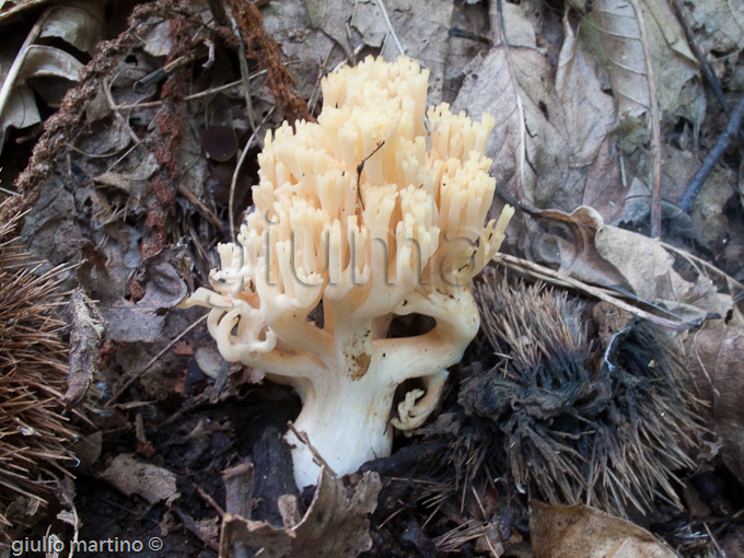 Ramaria cfr. pallida