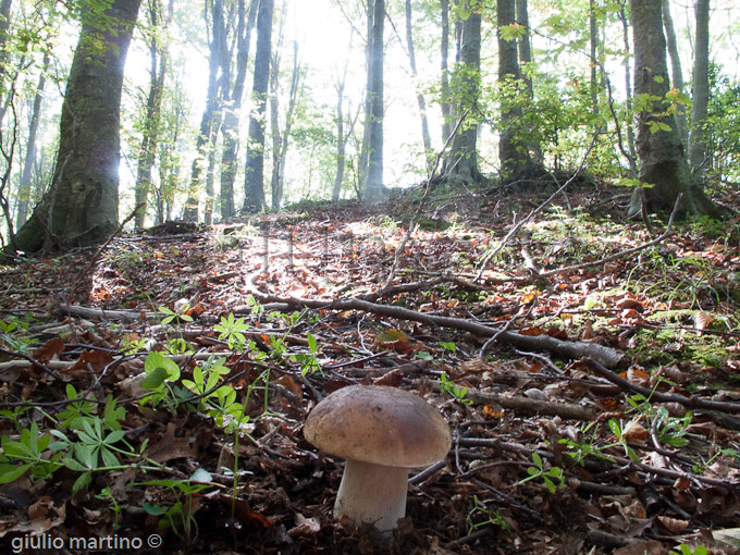 boletus edulis, porcino settembrino