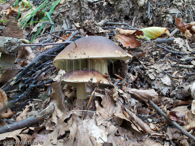 boletus edulis, porcino settembrino