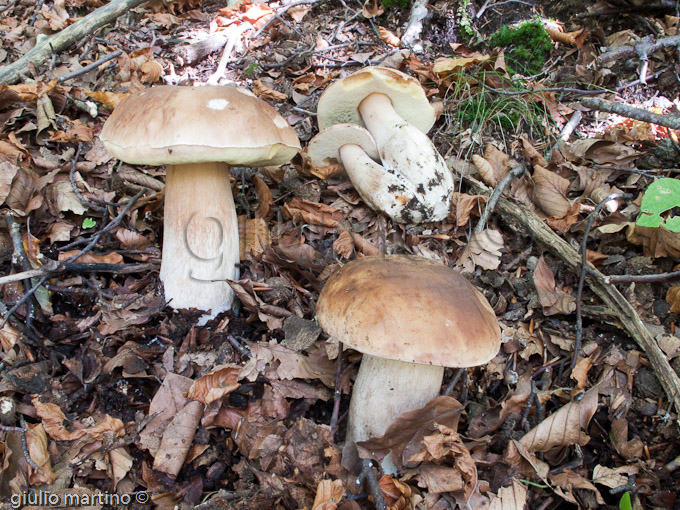 boletus edulis, porcino settembrino