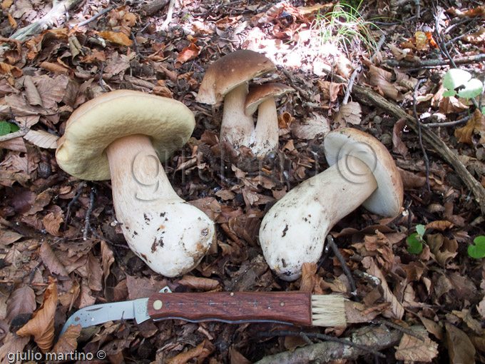 boletus edulis, porcino settembrino