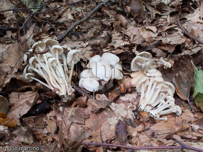 Marasmius wynnei