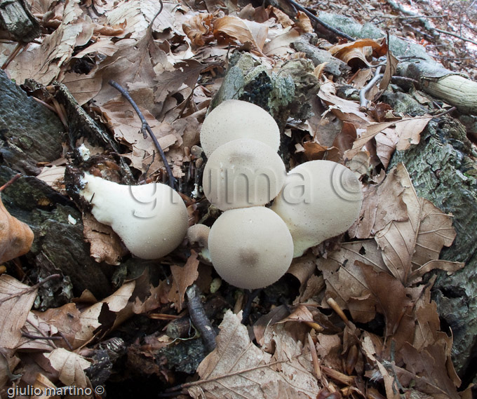 Lycoperdon pyriforme, vescia