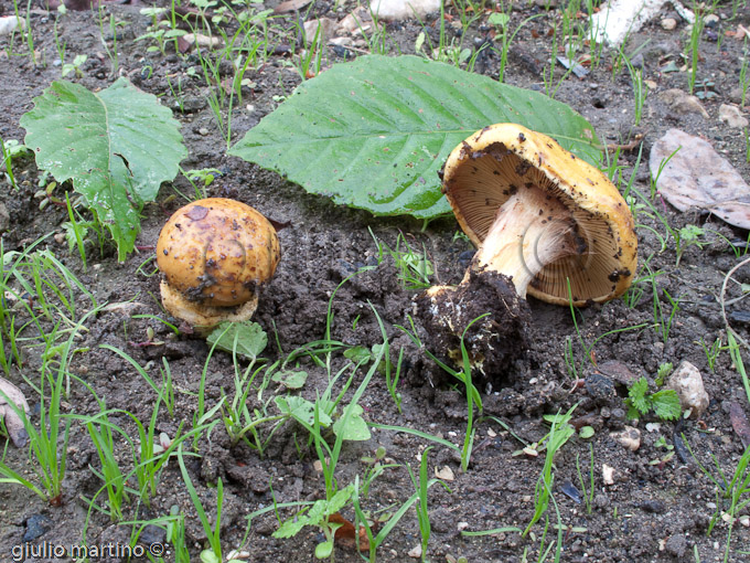 Cortinarius sp.