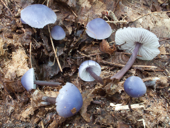 Mycena pura