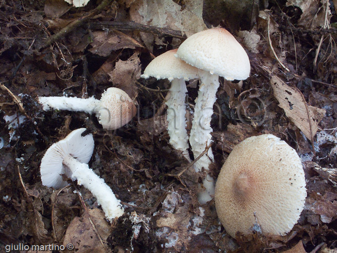 Lepiota clypeolaria