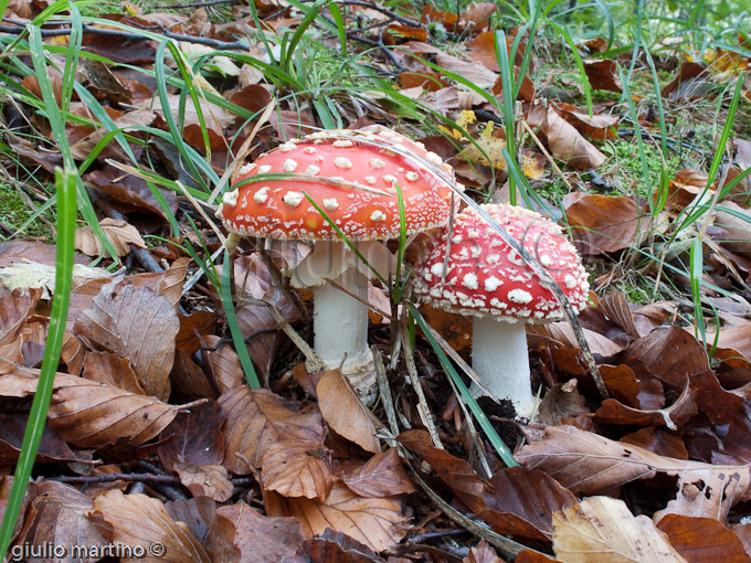 Amanita muscaria