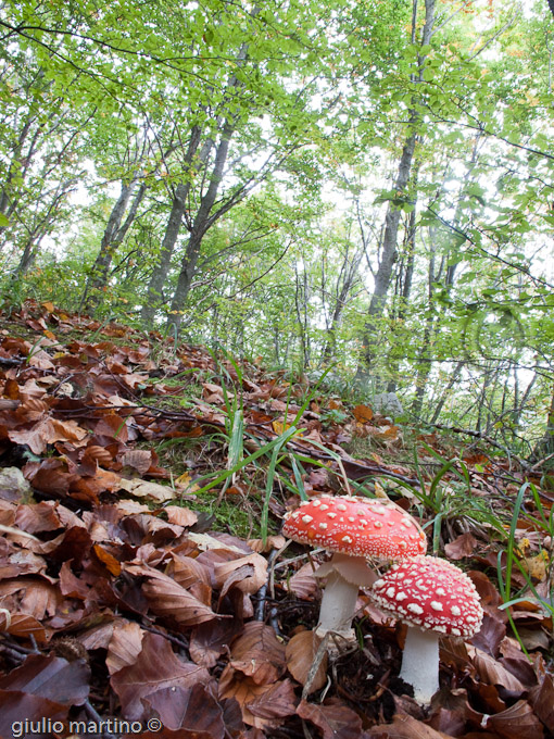 Amanita muscaria