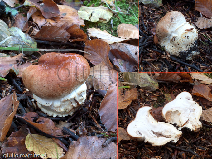 Cortinarius sp.