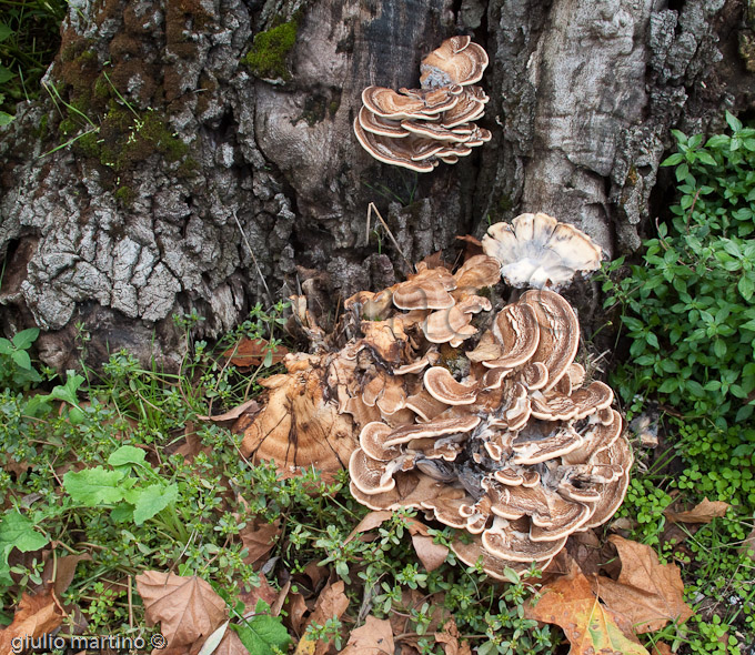 Meripilus giganteus